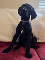 Baby Lilac, a female Great Dane for sale in Augusta, GA – Photo 5 of 8