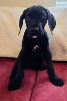 Baby Lilac, a female Great Dane for sale in Augusta, GA – Photo 7 of 8