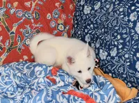 AKC Zola, a female Akita for sale in Tulsa, OK – 3 of 9
