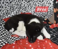 AKC Bree, a female Akita for sale in Tulsa, OK – Photo 4 of 5