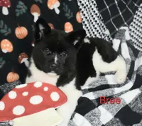 AKC Bree, a female Akita for sale in Tulsa, OK – Photo 5 of 5