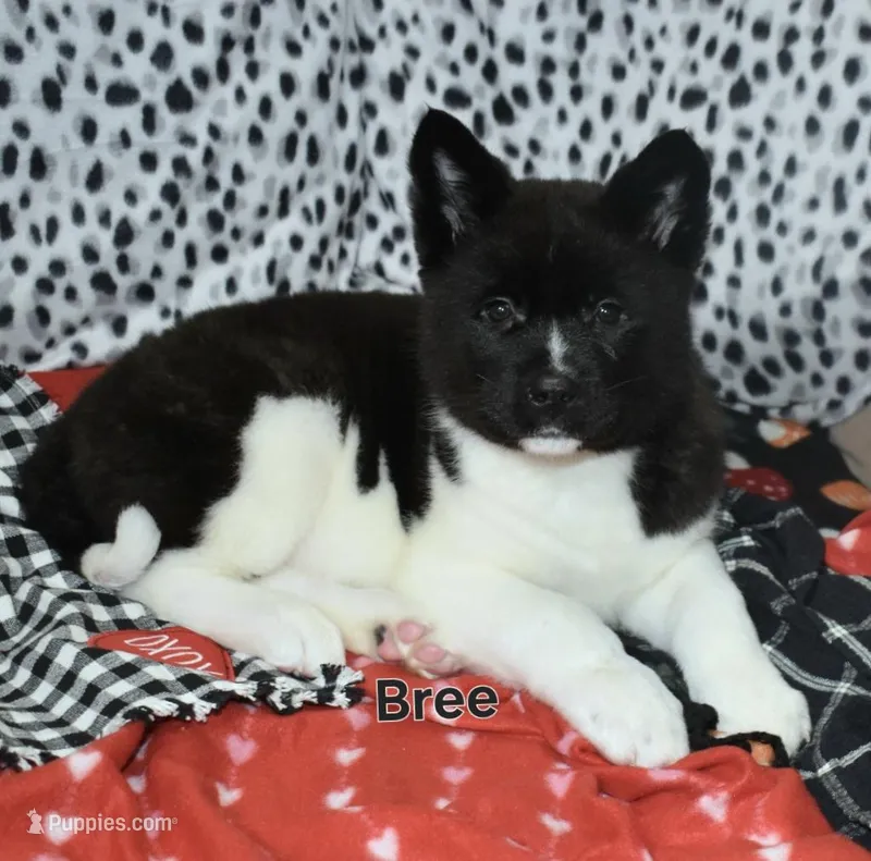 AKC Bree – Akita puppy for sale in Tulsa, OK