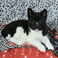 AKC Bree, a female Akita for sale in Tulsa, OK – Photo 1 of 5