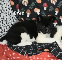 AKC Bree, a female Akita for sale in Tulsa, OK – Photo 2 of 5