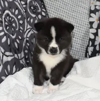 AKC Bell, a female Akita for sale in Tulsa, OK – 5 of 10