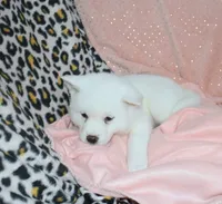 AKC Sissy Held , a female Akita for sale in Tulsa, OK – 5 of 5
