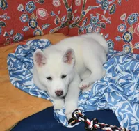 AKC Zola, a female Akita for sale in Tulsa, OK – 4 of 9