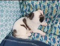 AKC Bess, a female Akita for sale in Tulsa, OK – 1 of 6