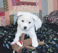 AKC Max , a male Akita for sale in Tulsa, OK – 3 of 5