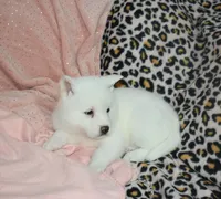 AKC Sissy Held , a female Akita for sale in Tulsa, OK – 2 of 5