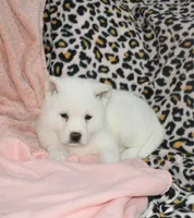 AKC Sissy Held , a female Akita for sale in Tulsa, OK – 3 of 5