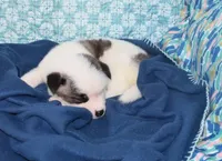 AKC Bess, a female Akita for sale in Tulsa, OK – 3 of 6