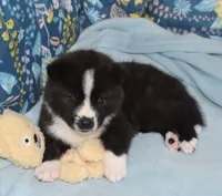 AKC Bell, a female Akita for sale in Tulsa, OK – 9 of 10