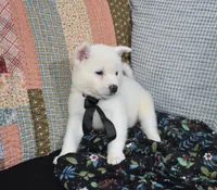 AKC Mae, a female Akita for sale in Tulsa, OK – 5 of 6