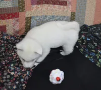 AKC Mae, a female Akita for sale in Tulsa, OK – 4 of 6