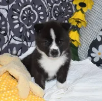 AKC Bell, a female Akita for sale in Tulsa, OK – 2 of 10