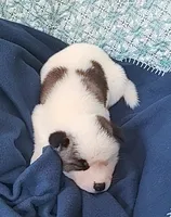 AKC Bess, a female Akita for sale in Tulsa, OK – 5 of 6