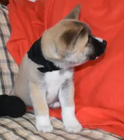 Little Bears, a  Akita for sale in Tulsa, OK – Photo 4 of 10