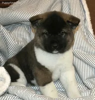 Little Bears, a  Akita for sale in Tulsa, OK – Photo 10 of 10