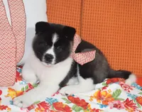 Little Bears, a  Akita for sale in Tulsa, OK – Photo 9 of 10