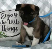 Little Bears, a  Akita for sale in Tulsa, OK – Photo 3 of 10