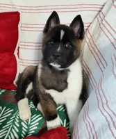 Little Bears, a  Akita for sale in Tulsa, OK – Photo 7 of 10