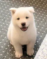 Little Bears, a  Akita for sale in Tulsa, OK – Photo 8 of 10