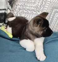 Little Bears, a  Akita for sale in Tulsa, OK – Photo 2 of 10