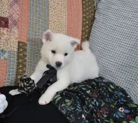 AKC Mae, a female Akita for sale in Tulsa, OK – 6 of 6