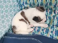 AKC Bess, a female Akita for sale in Tulsa, OK – 6 of 6