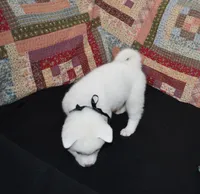 AKC Max , a male Akita for sale in Tulsa, OK – 2 of 5