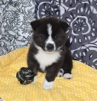 AKC Bell, a female Akita for sale in Tulsa, OK – 3 of 10