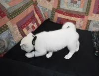 AKC Max , a male Akita for sale in Tulsa, OK – 5 of 5