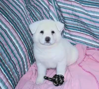 AKC Zani, a female Akita for sale in Tulsa, OK – 3 of 6