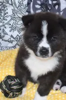 AKC Bell, a female Akita for sale in Tulsa, OK – 1 of 10