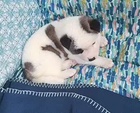 AKC Bess, a female Akita for sale in Tulsa, OK – 2 of 6