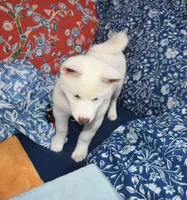 AKC Zola, a female Akita for sale in Tulsa, OK – 8 of 9