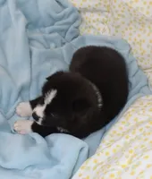 AKC Bell, a female Akita for sale in Tulsa, OK – 8 of 10