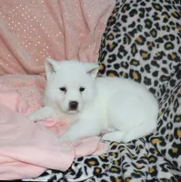 AKC Sissy Held , a female Akita for sale in Tulsa, OK – 4 of 5