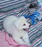 AKC Zani, a female Akita for sale in Tulsa, OK – 4 of 6