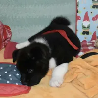 Laser AKC, a male Akita for sale in Tulsa, OK – Photo 6 of 6