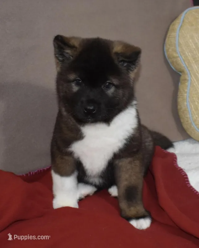 AKC Cami  – Akita puppy for sale in Tulsa, OK