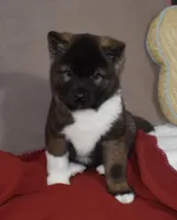 AKC Cami , a female Akita for sale in Tulsa, OK – Photo 3 of 6