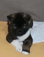 AKC Cami , a female Akita for sale in Tulsa, OK – Photo 1 of 6