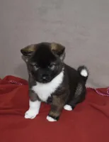 AKC Cami , a female Akita for sale in Tulsa, OK – Photo 6 of 6