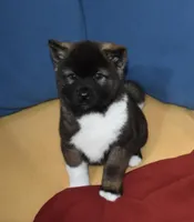 AKC Cami , a female Akita for sale in Tulsa, OK – Photo 5 of 6