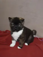 AKC Cami , a female Akita for sale in Tulsa, OK – Photo 2 of 6