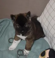 AKC Colby , a male Akita for sale in Tulsa, OK – Photo 2 of 6