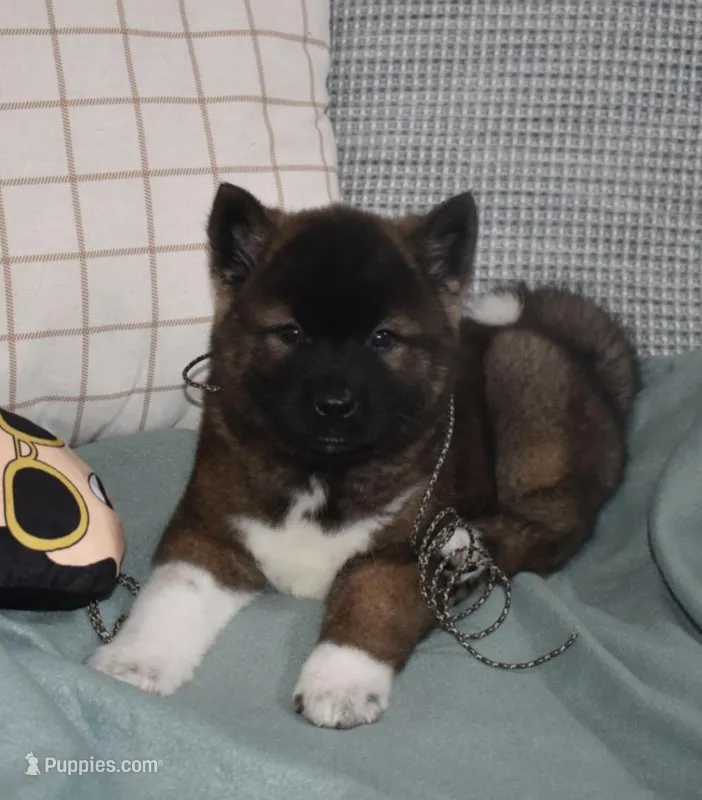 AKC Colby  – Akita puppy for sale in Tulsa, OK