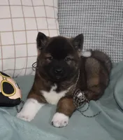 AKC Colby , a male Akita for sale in Tulsa, OK – Photo 3 of 6